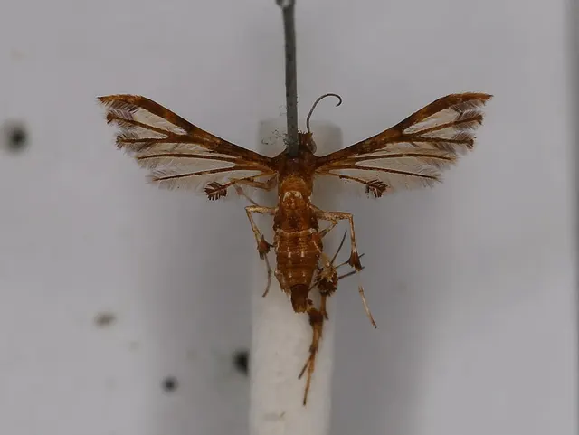 Deuterocopus alopecodes