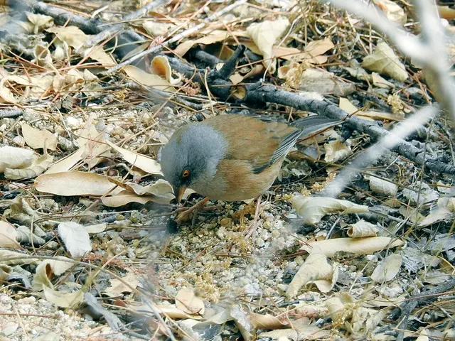 Baird's junco