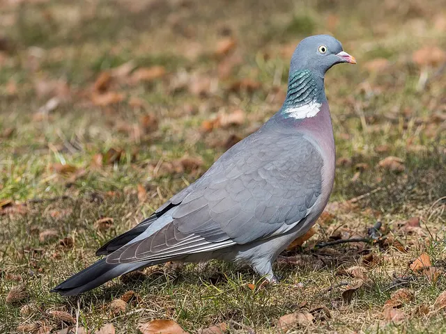 Pigeon ramier