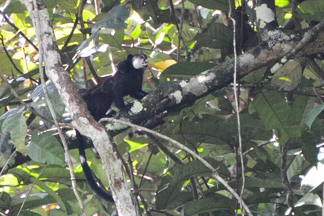 Mottle-faced tamarin