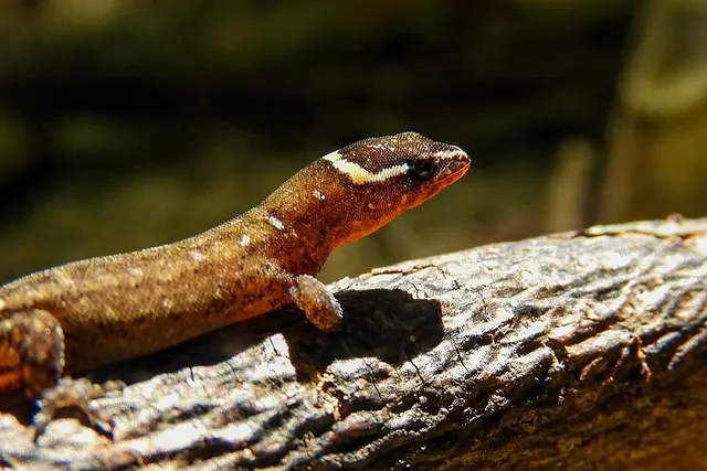 Lepidoblepharis