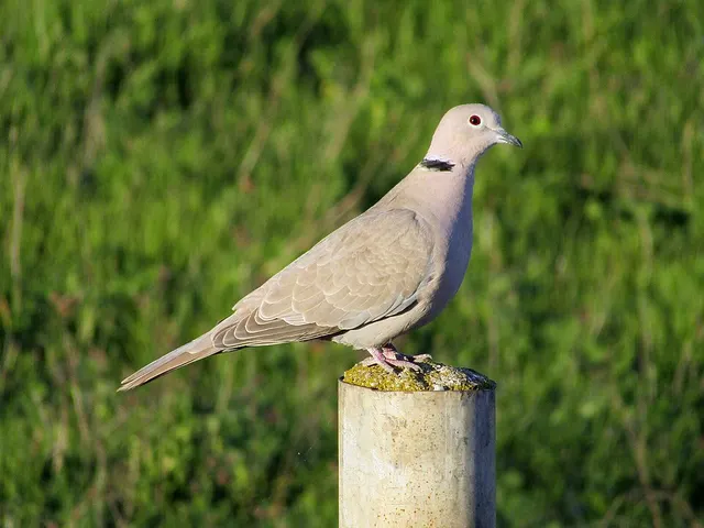 Eurasian collared dove