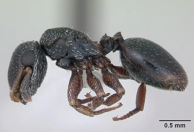 Cephalotes haemorrhoidalis