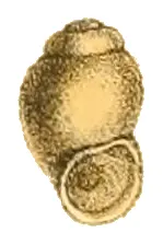 Stenothyra