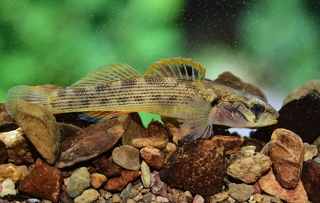 Stone darter