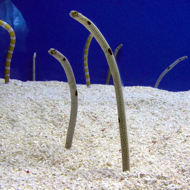 Heterocongrinae