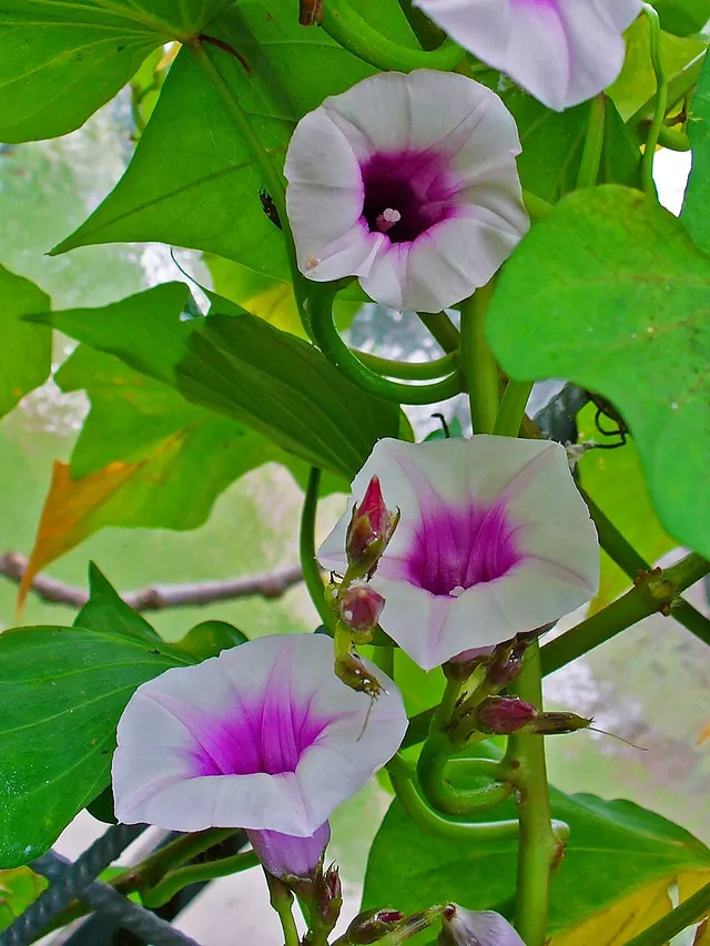 List of sweet potato cultivars