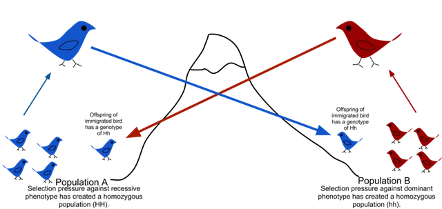 Flux de gènes
