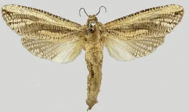 Azygophleps inclusa