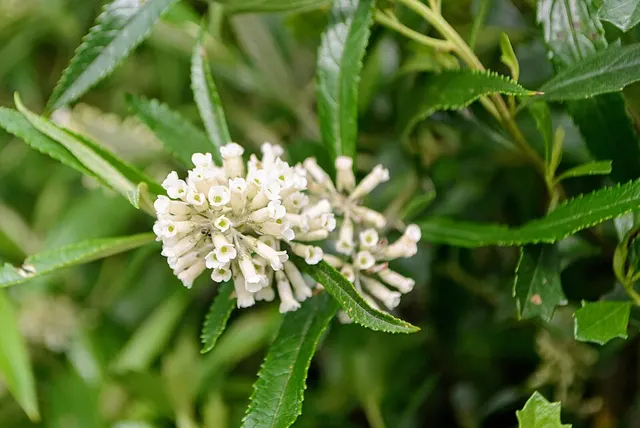 Buddleja thyrsoides