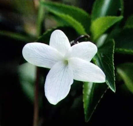 Viola oahuensis