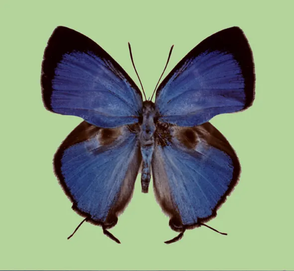 Dacalana akayamai