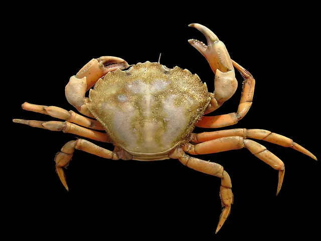 Carcinus maenas