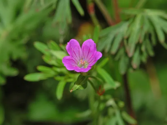 Géranium colombin