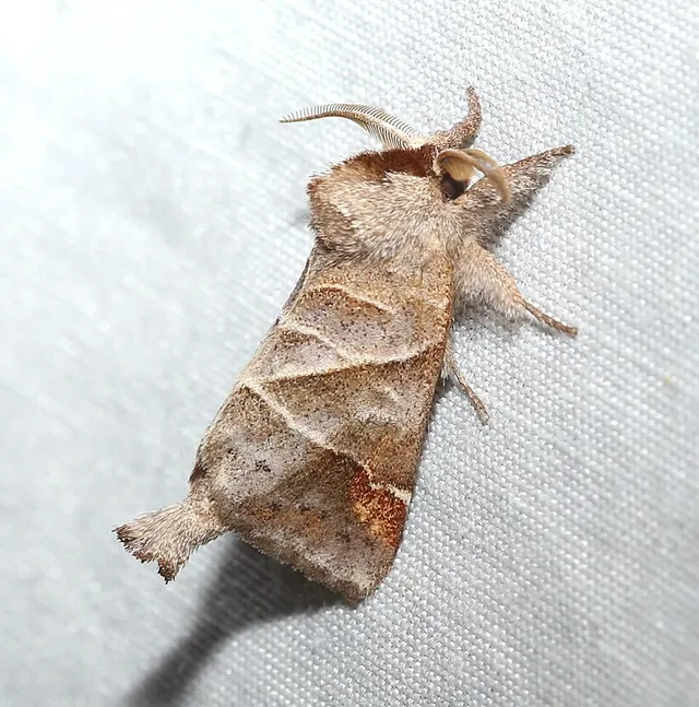 Clostera inclusa