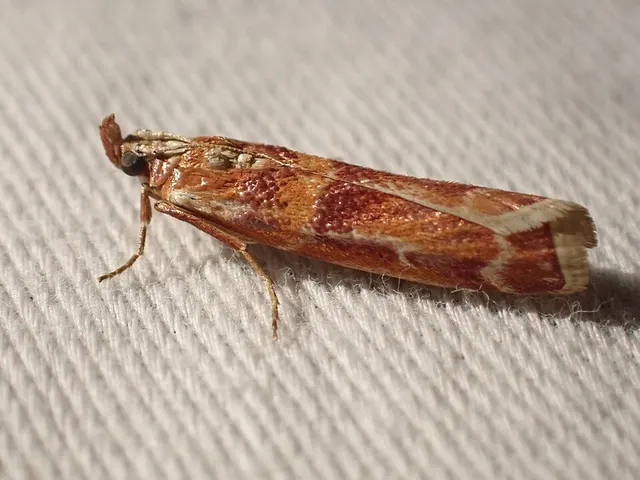 Dioryctria auranticella