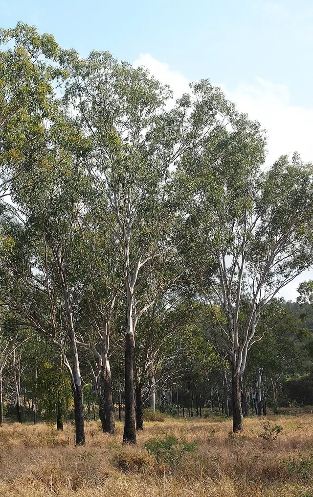Eucalyptus cambageana