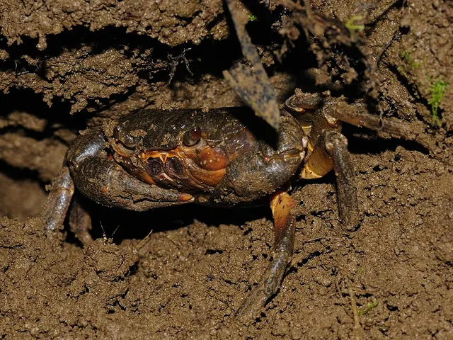 Crabe d'eau douce