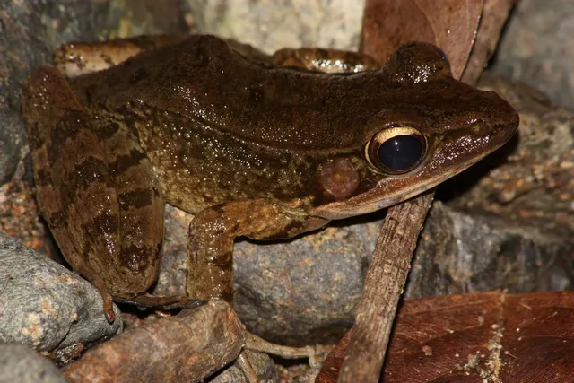 Papurana waliesa