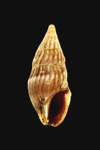 Crassopleura