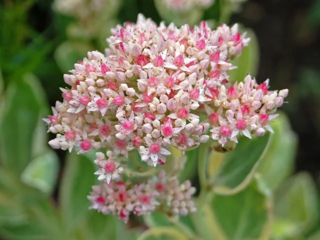Hylotelephium erythrostictum