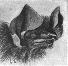Thyroptera