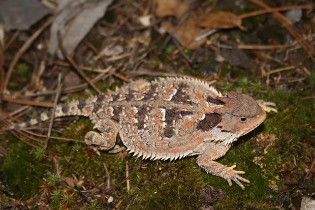 Horned lizard