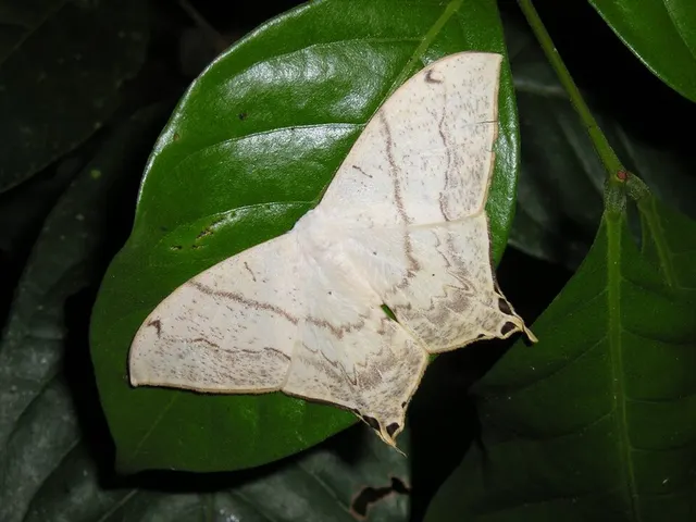 Therinia