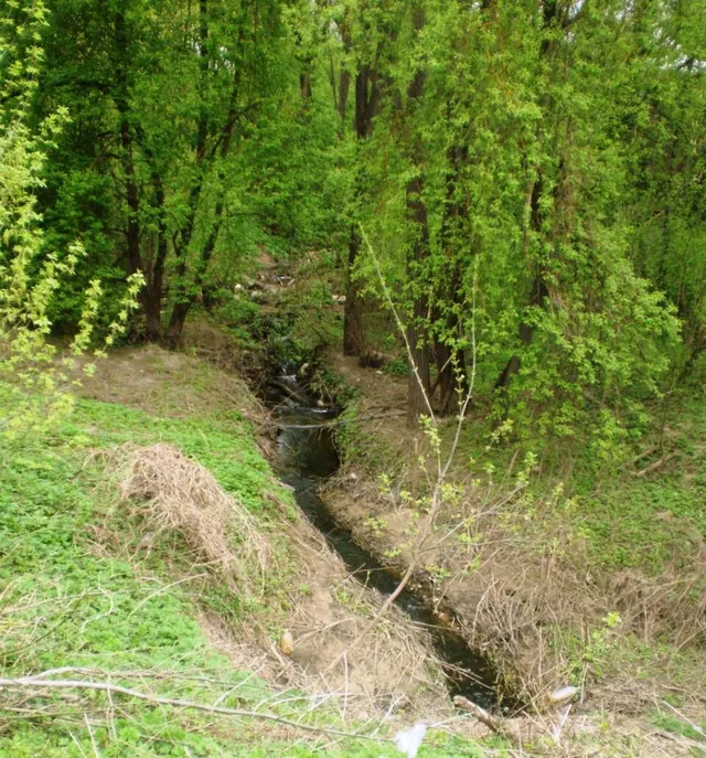 Ašarėna