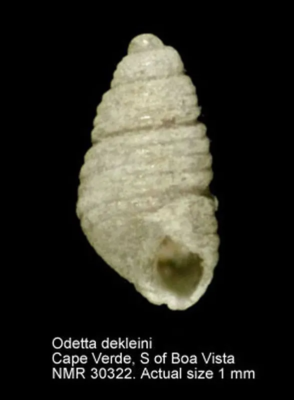 Odetta dekleini