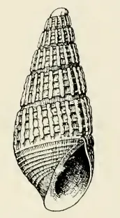 Odostomia acrybia