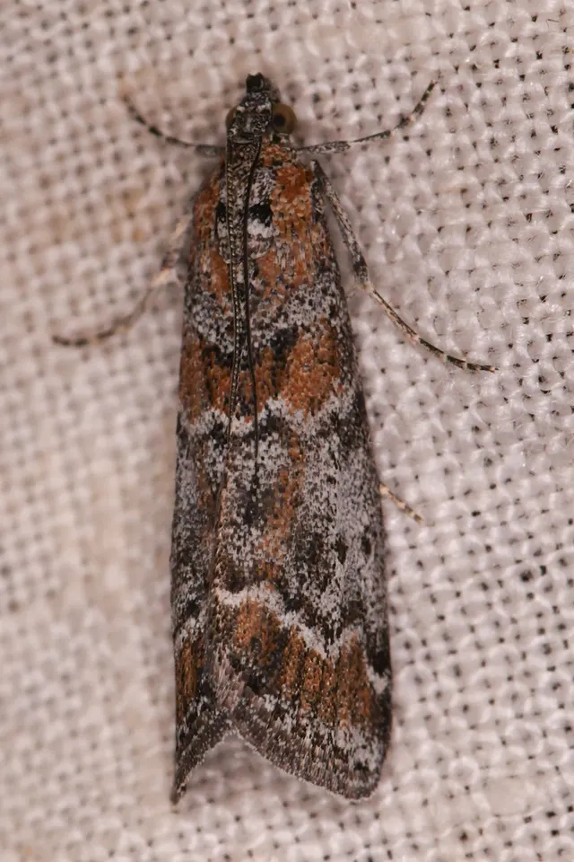 Catastia actualis