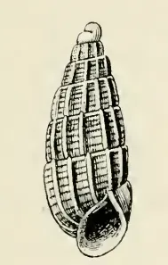 Odostomia marginata