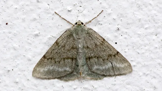Pseudoterpnini