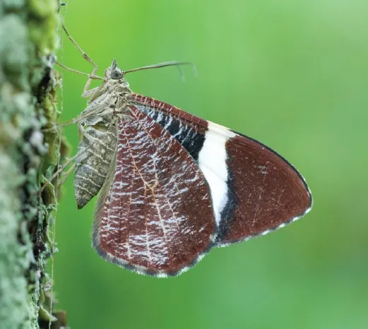 Hagnagora anicata