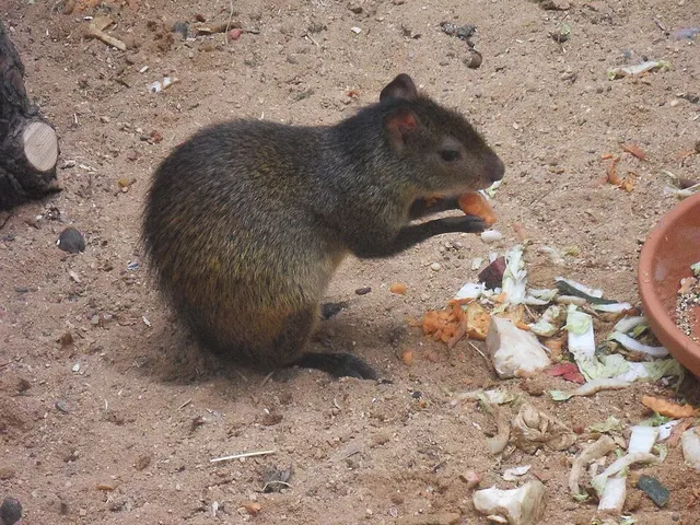 Black-rumped agouti