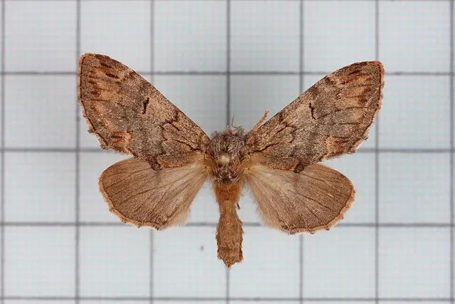 Hyperaeschrella