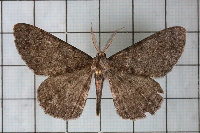 Hypomecis monotona