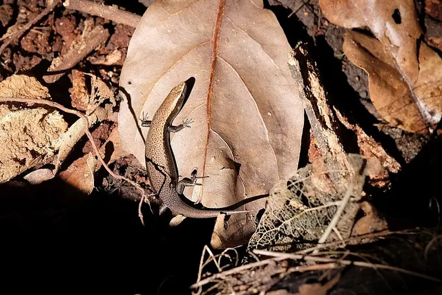 Caledoniscincus