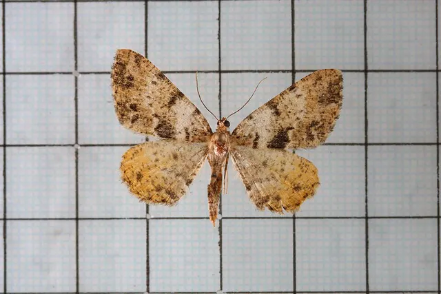 Psilalcis nigrifasciata