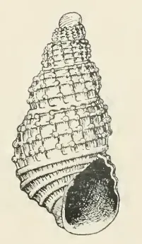 Odostomia lucca
