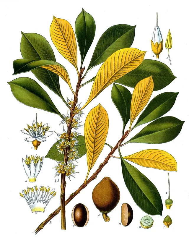 Gutta-percha