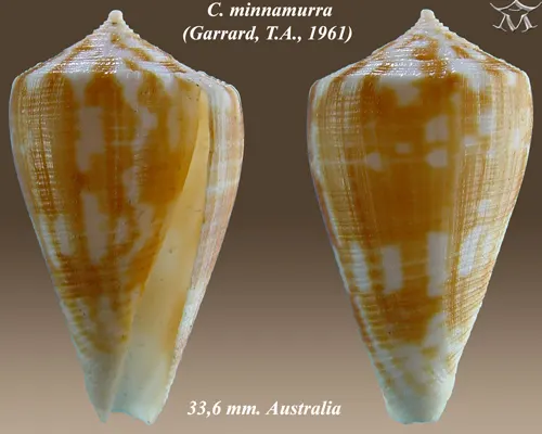 Conus