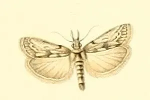 Dioryctria robiniella