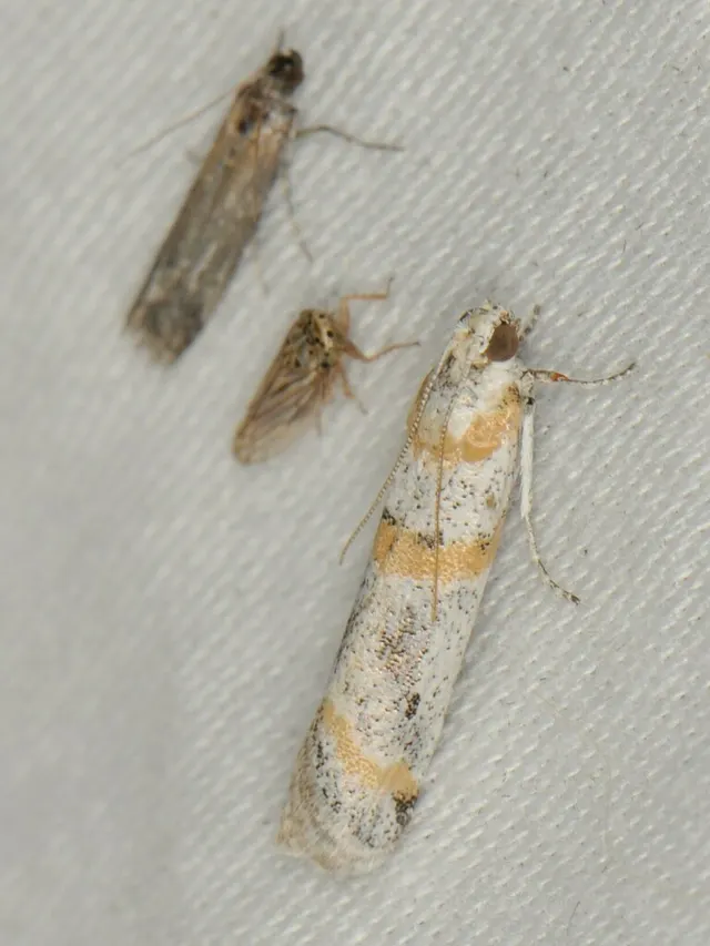 Acroncosa castrella