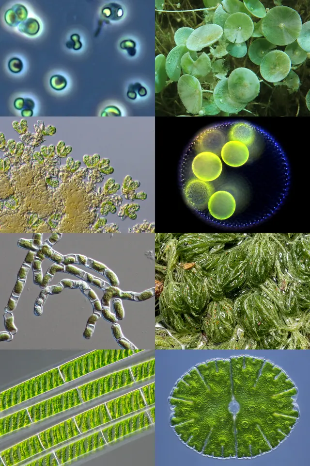 Green algae
