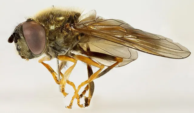 Platycheirus immarginatus