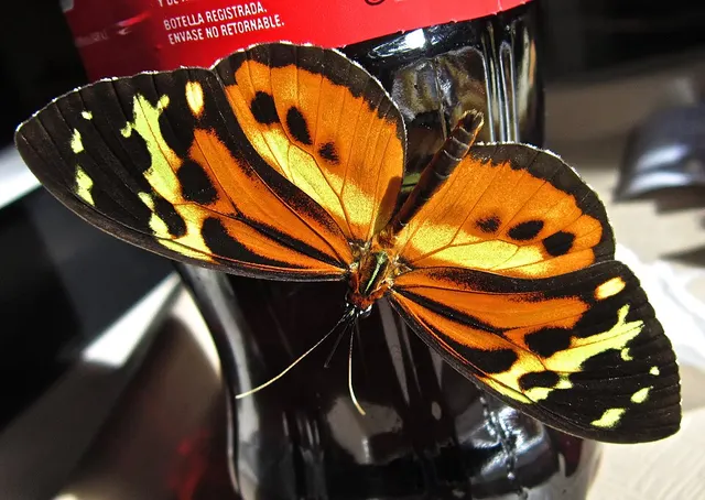 Tithorea harmonia
