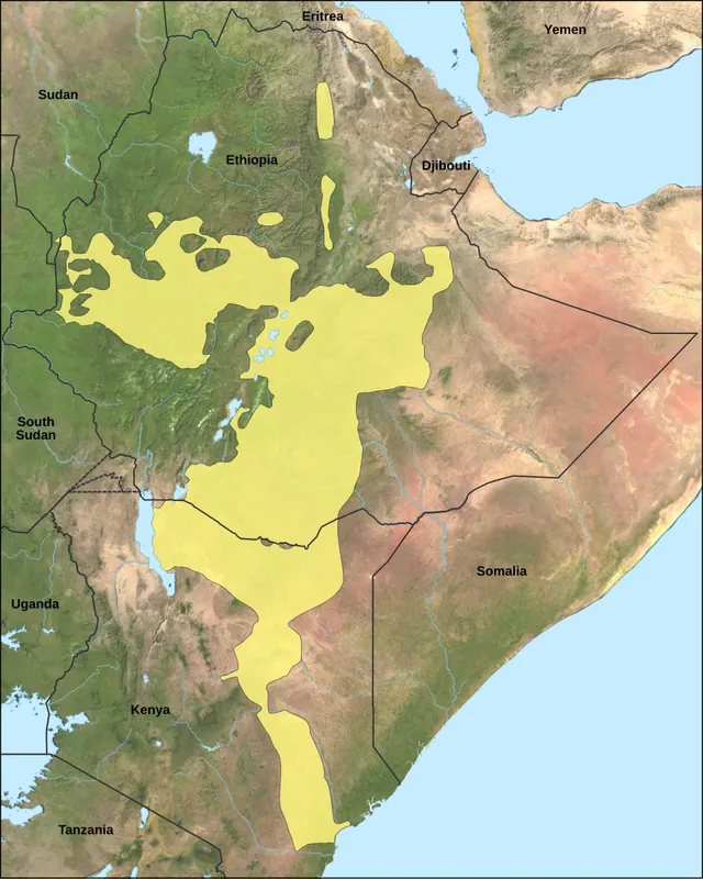 Oromo language