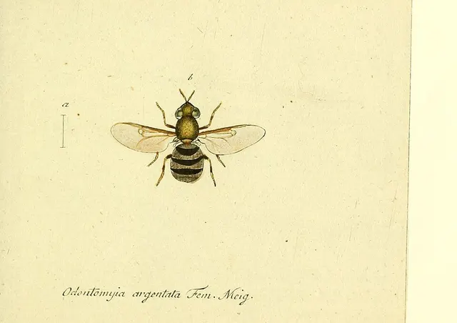 Odontomyia argentata